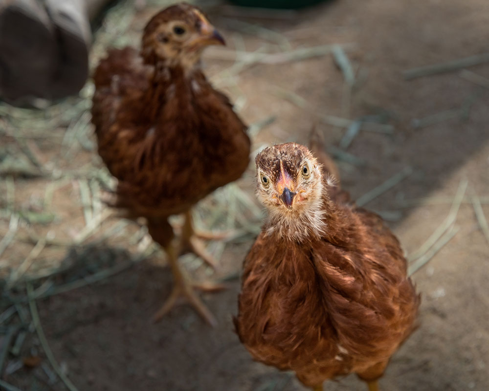 The Chickens Have Landed: New Flock to Muriel’s Ranch