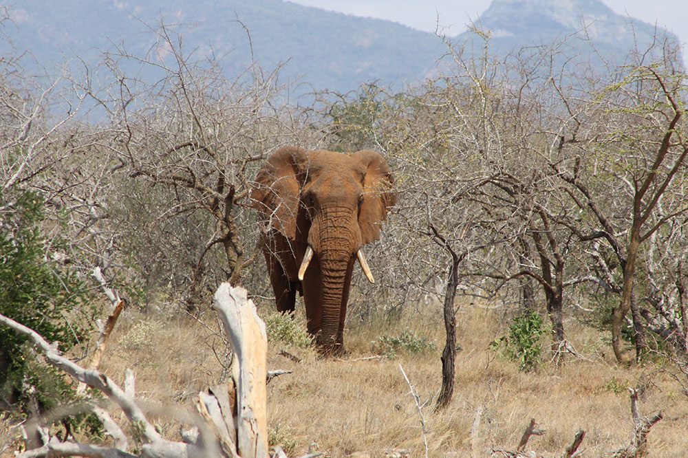 In the Field: Halting Elephant–Human Conflict