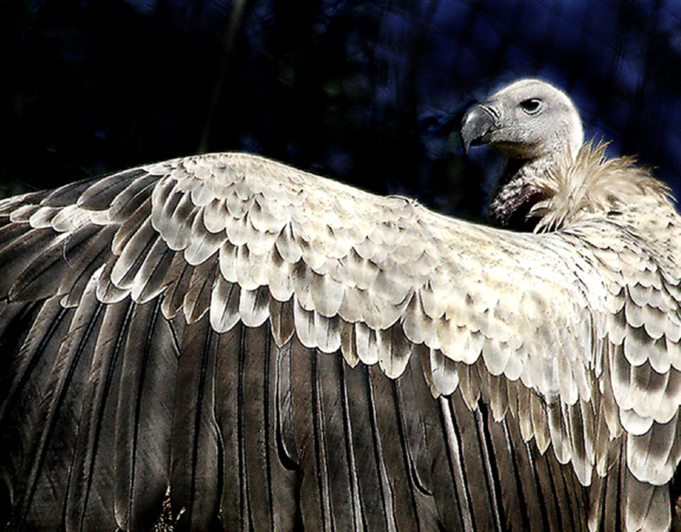 Featured Creatures: Vultures