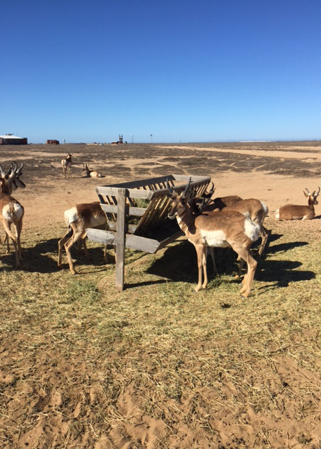 “Pronghorn Project Ahead”: An Update on Vital Field Conservation in Baja California