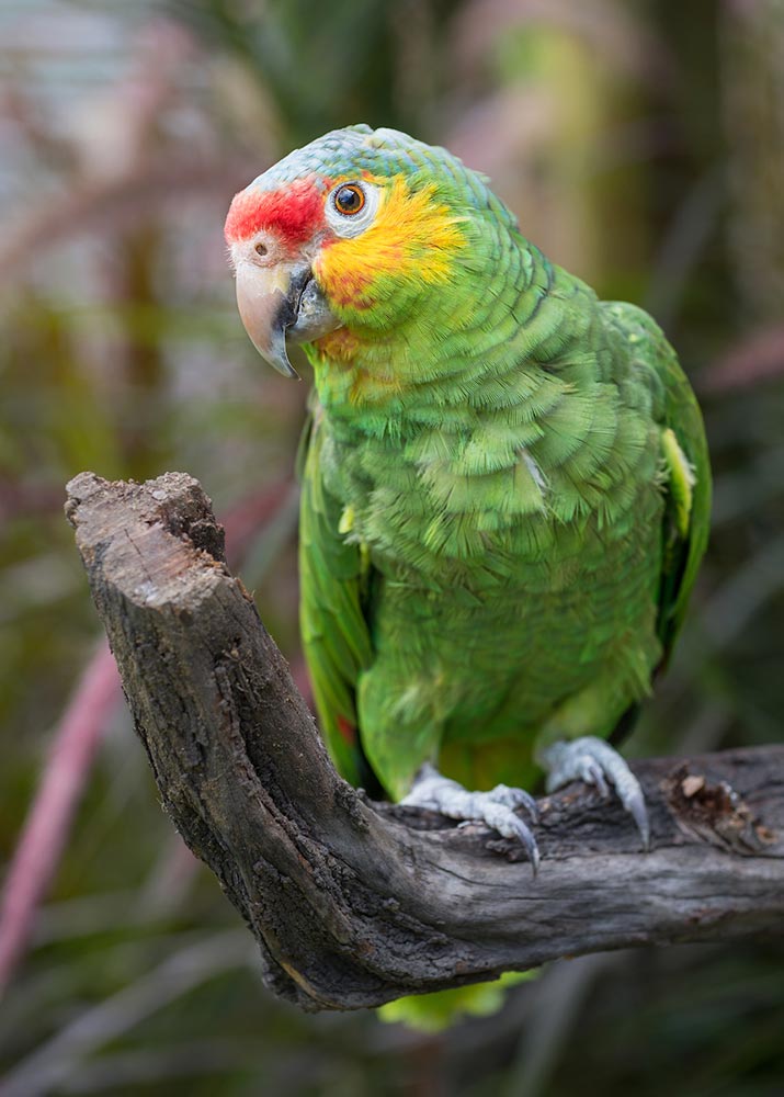 red-lored Amazon parrot