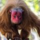 The Zoo's only male red uakari, Inti, endeared himself to his caretakers