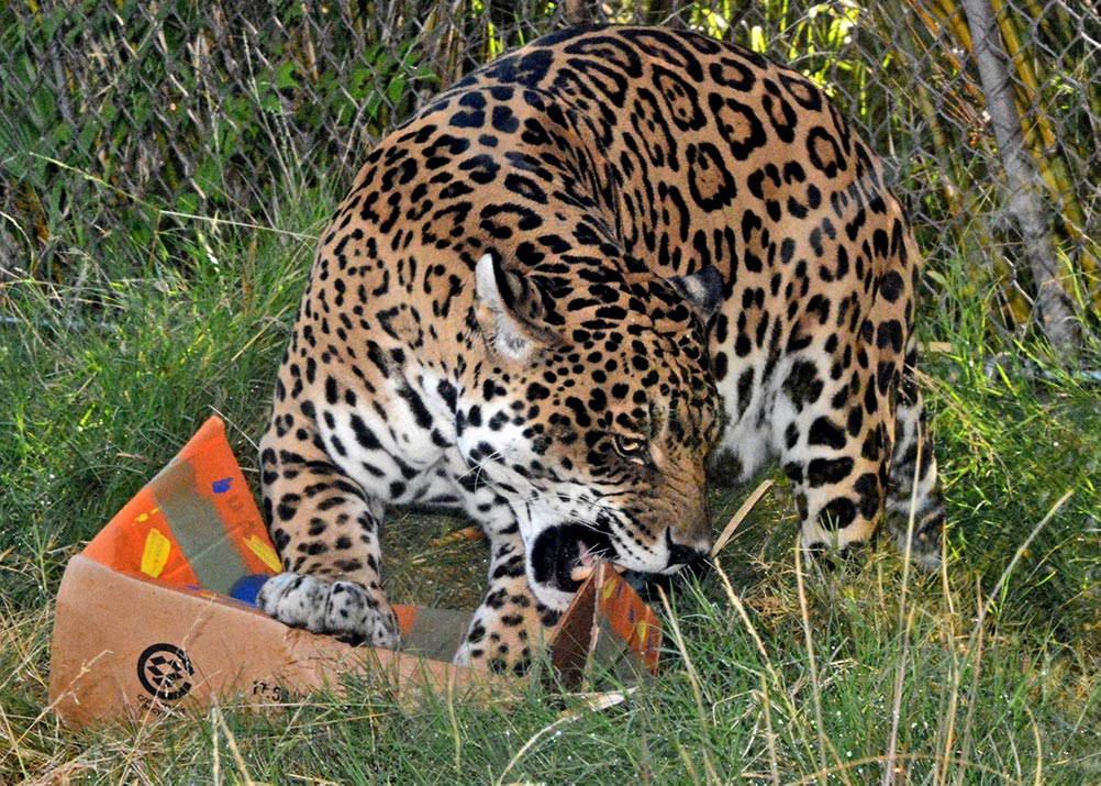 Kaloa’s keepers crafted a special enrichment gift to celebrate his birthday.