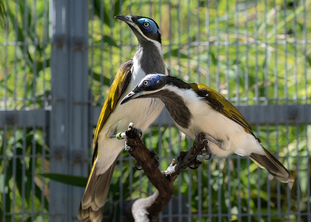 The blue-faced honey-eaters, Emmanuel and Andretti, transferred to L.A. from Nashville Zoo and were paired as part of a Species Survival Plan recommendation. The two birds hit it off right away, feeding each other and frequently perching together.