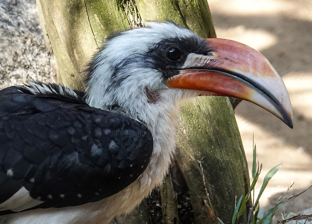 Male hornbills must bring food and fresh nesting materials to the females while they are sealed into the pair’s nest box.