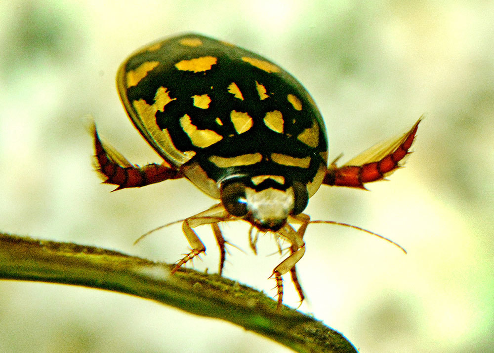 Sunburst diving beetles can remain submerged for extended periods because they carry air bubbles under their wing covers (elytra)—like SCUBA divers carrying their air with them.