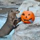 Otter and a pumpkin