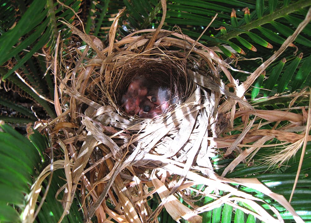 Nesting Birds