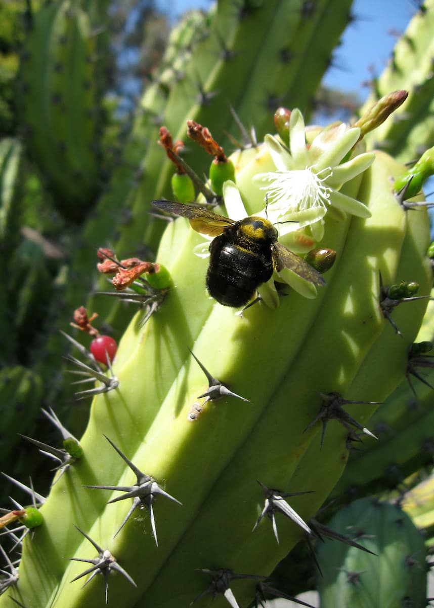 Bee on a cactus