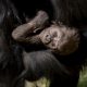 Baby gorilla hanging on mother gorilla.
