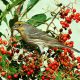 A finch perched on toyon